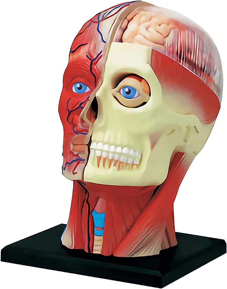 4D Human 人間の頭 解剖学 人体 モデル 筋肉 頭蓋骨 脳みそ 実験 プラモデル パズル STEM 教育 医療