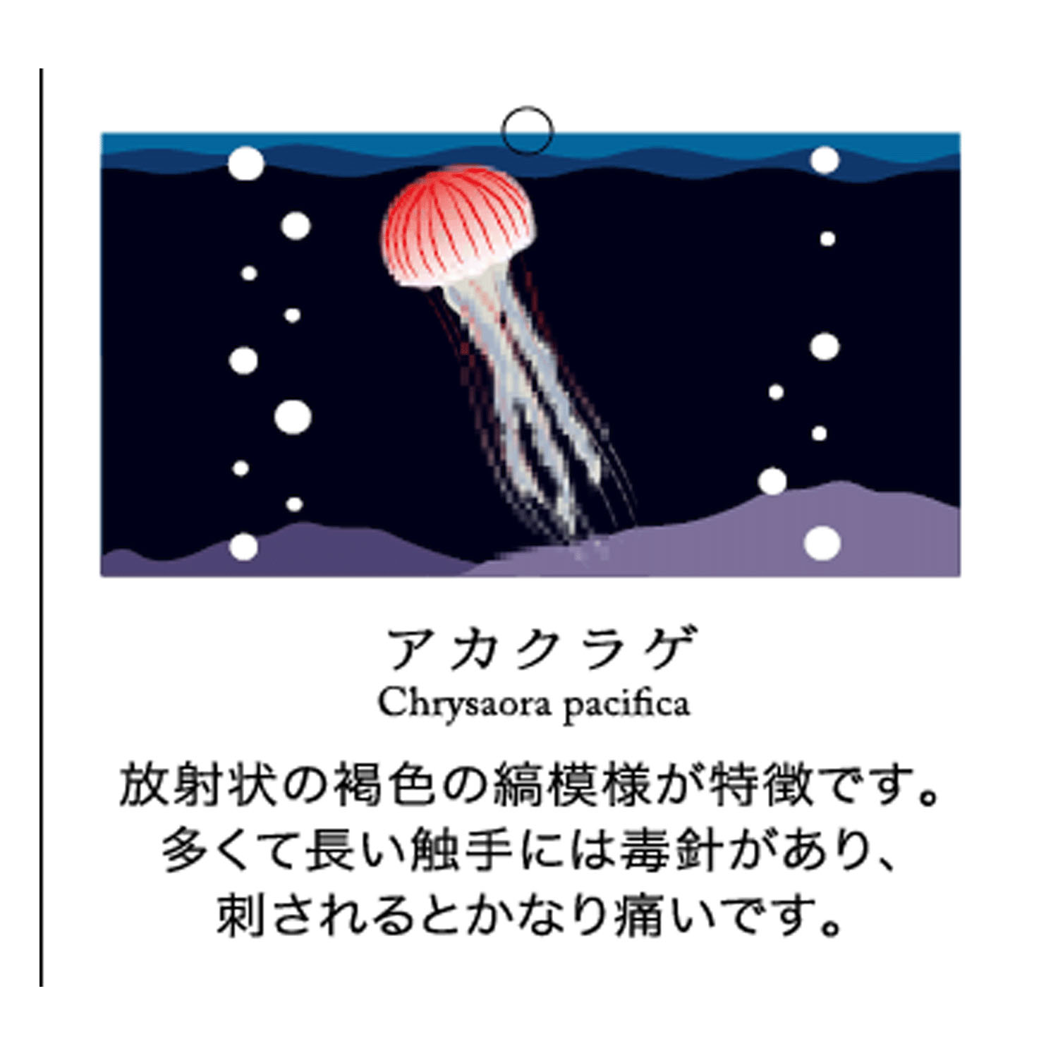 STREAM  うみのいきもの SOCKS - 画像11