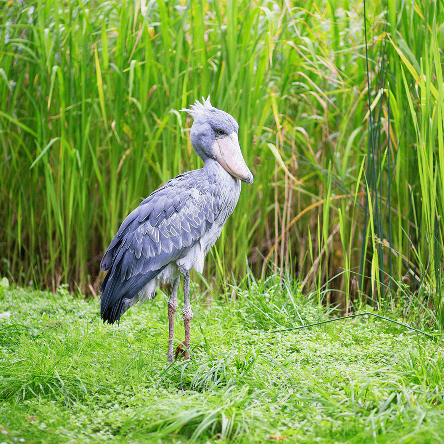 Miita 【Animal】 ハジビロコウ／インディゴMIX - 画像6