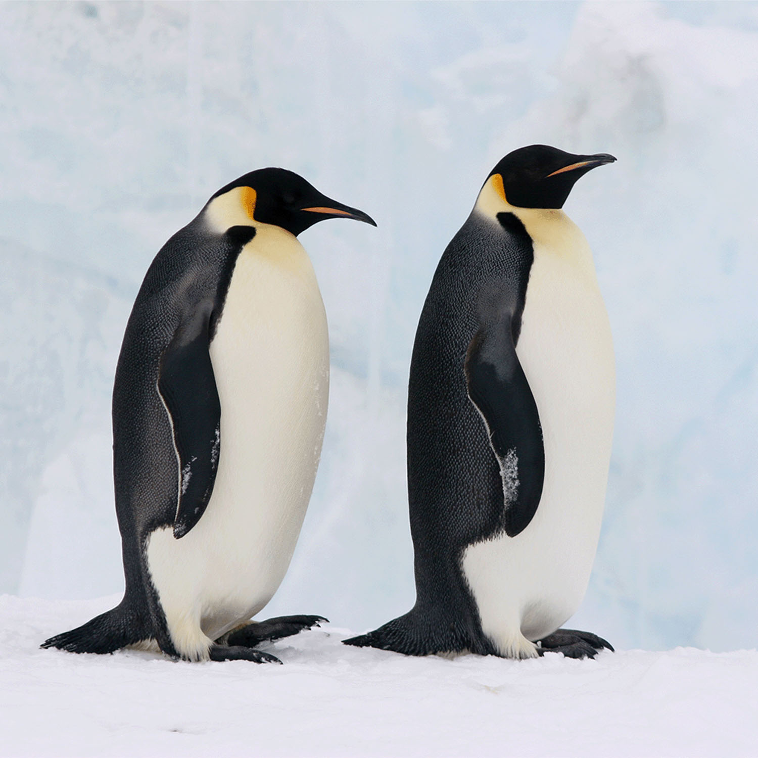 Miita 【Animal】 コウテイぺンギン - 画像6