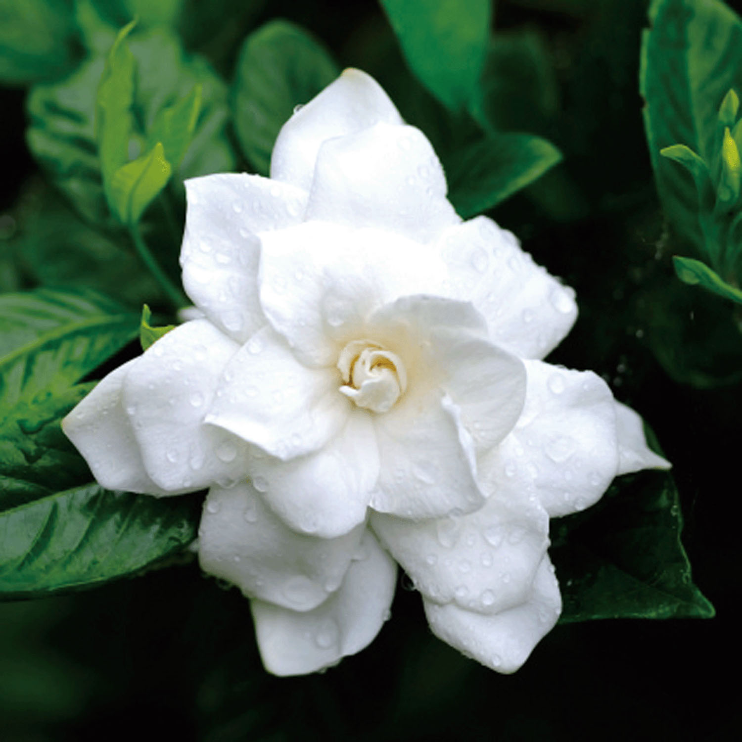 日本製 ボタニカルダイストール - 画像16