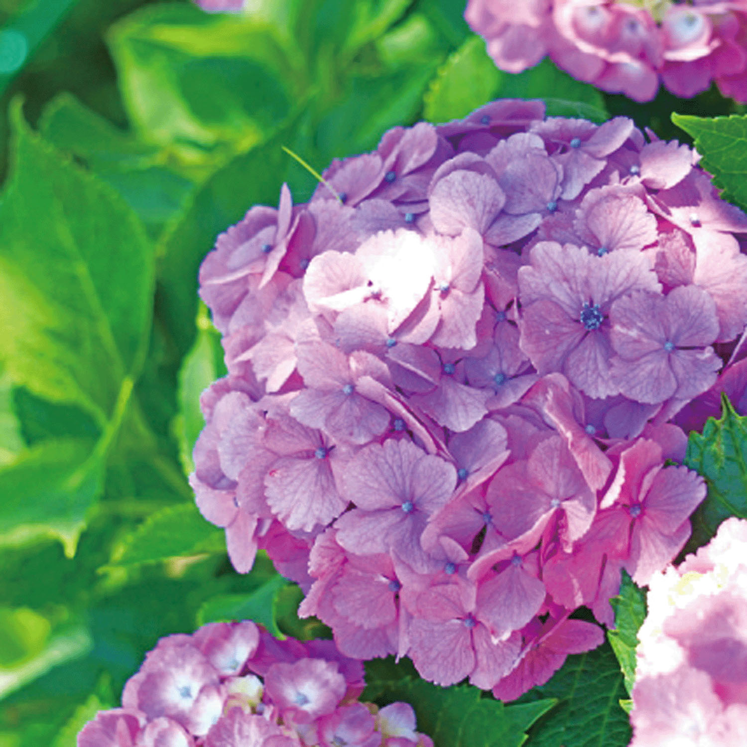 日本製 ボタニカルダイストール - 画像18