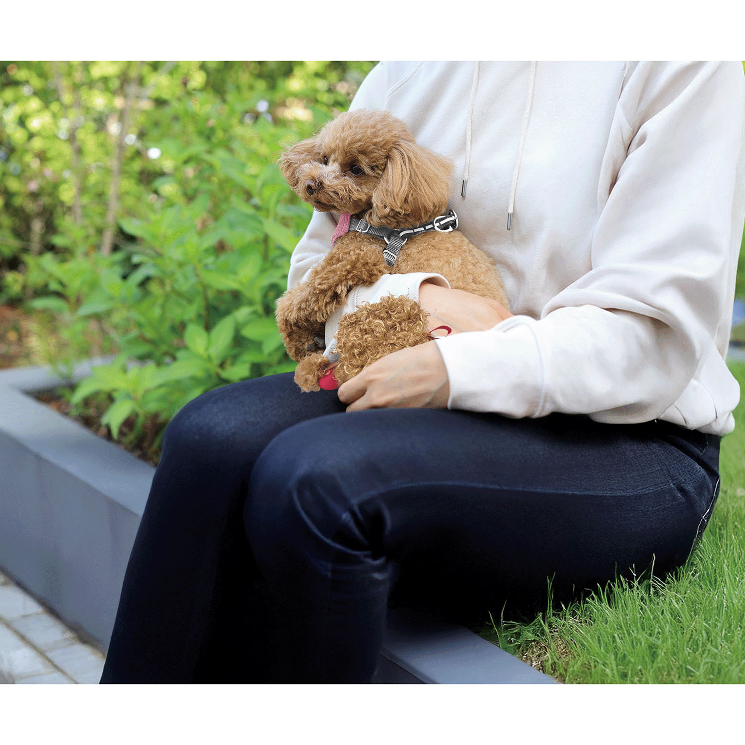 トイプードル ポーチM RED - 画像3