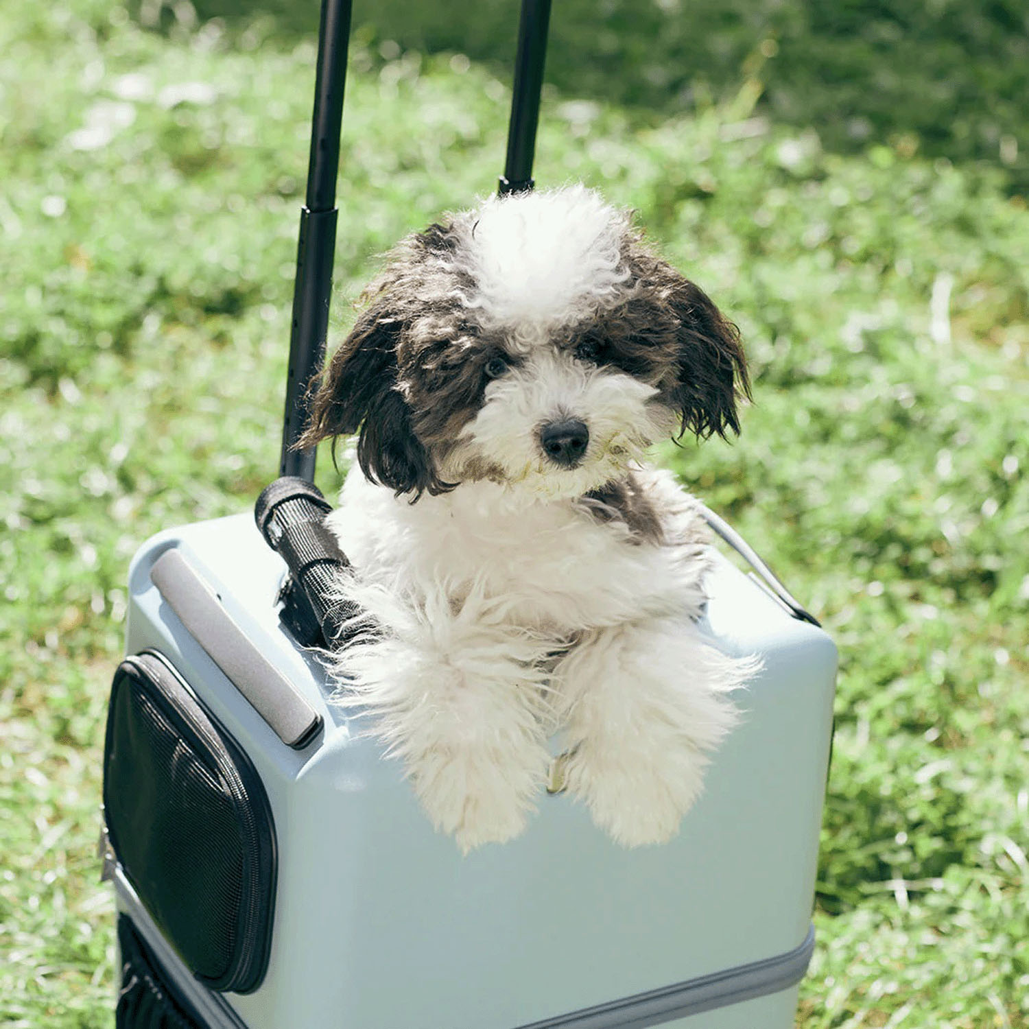 【取り寄せ商品】 PETico ペットキャリー Mサイズ - 画像1