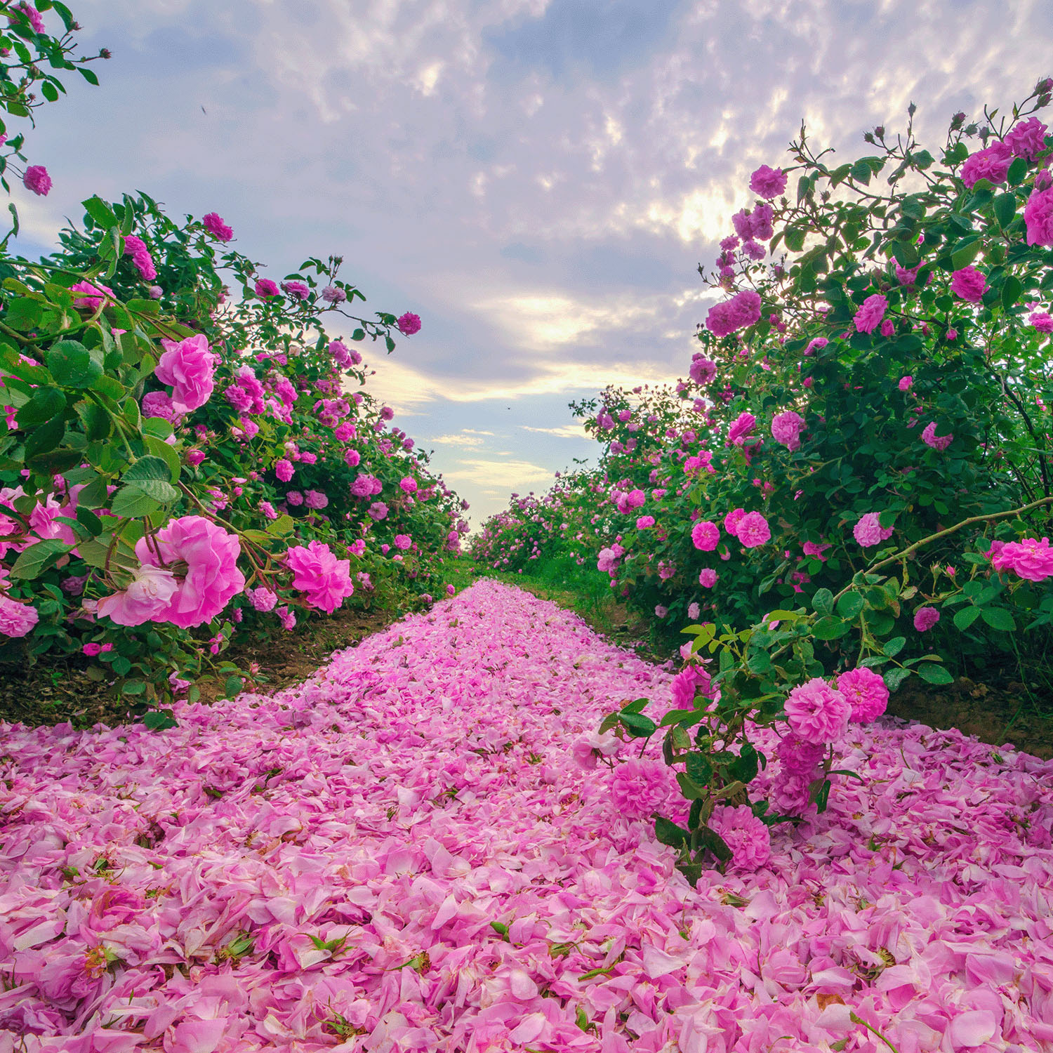 アルテヤオーガニック ブルガリアンローズ ローション〈高保湿化粧水〉 - 画像5