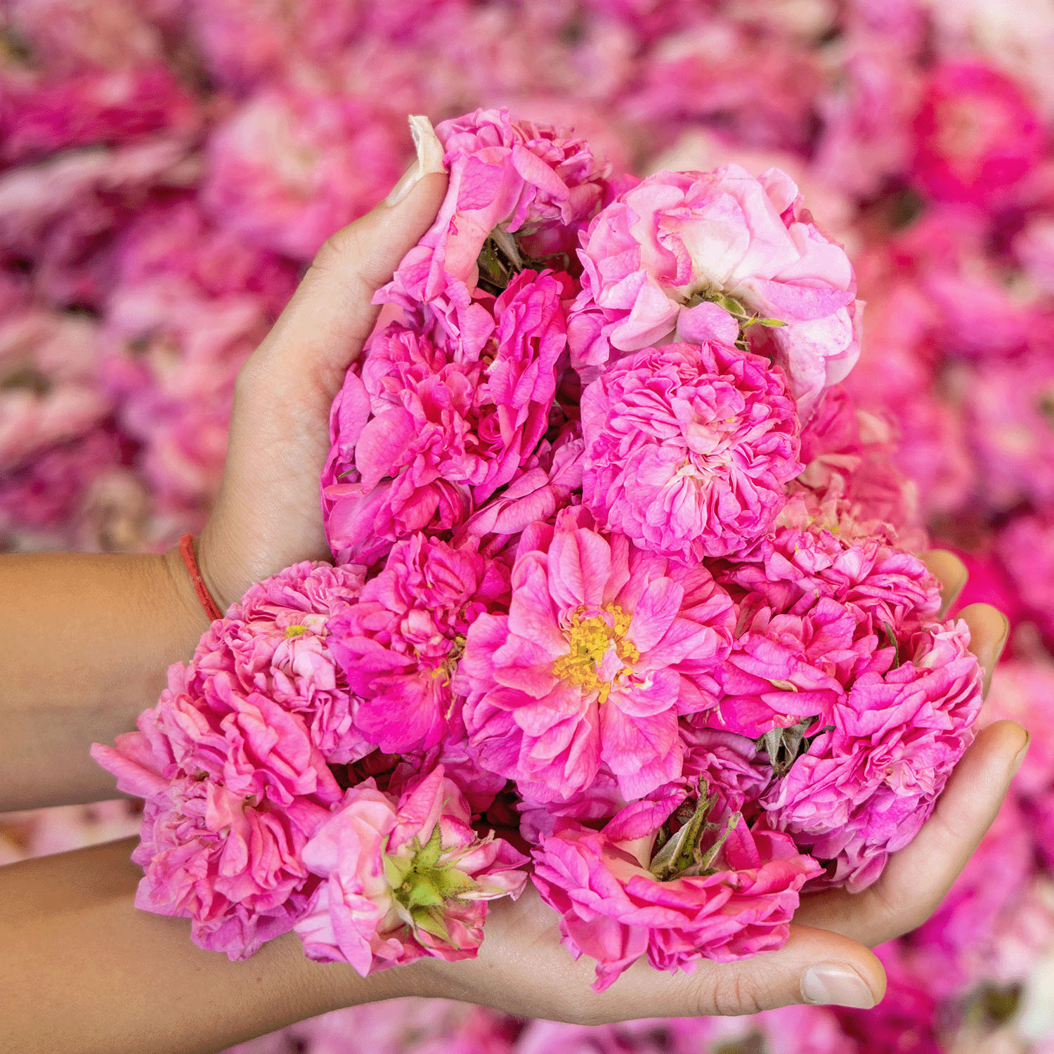 アルテヤオーガニック ブルガリアンローズ ローション〈高保湿化粧水〉 - 画像6