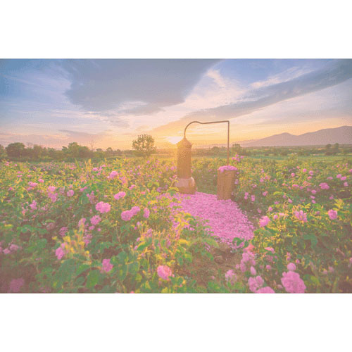 【在庫限りで終了】アルテヤオーガニック ブルガリアンローズ モイスチャライザー〈保湿クリーム〉 - 画像2