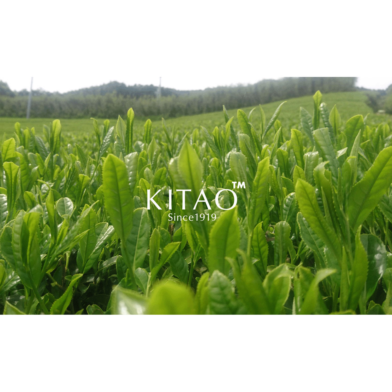 KITAO MATCHAピーリングジェル - 画像6