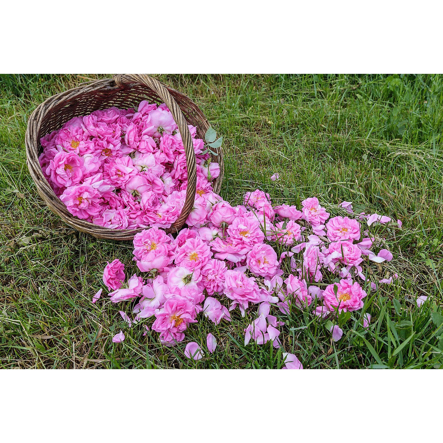 【新商品お試し割引3／12迄】ダマスク ローズウォーター 80ml - 画像2