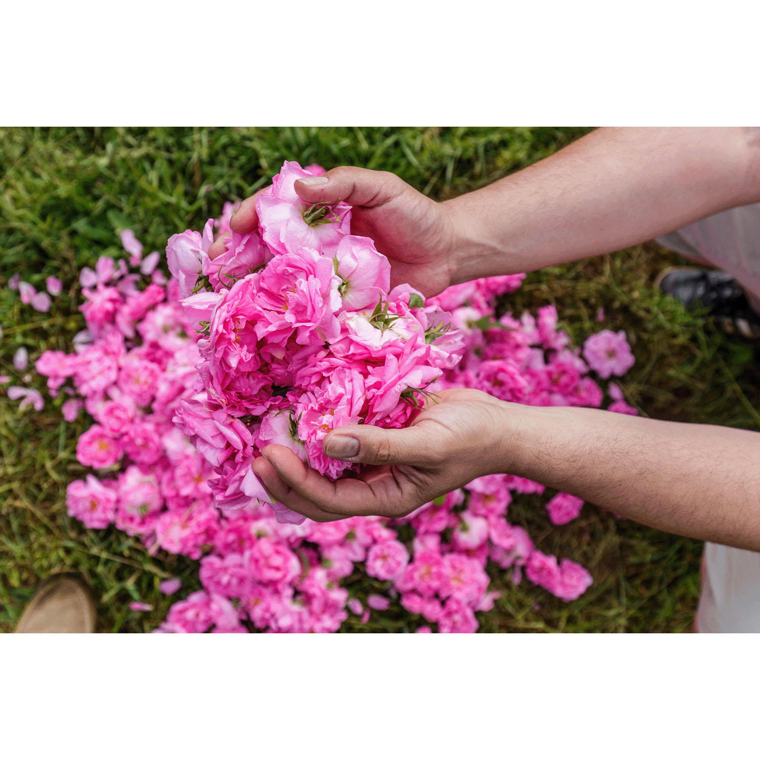 【新商品お試し割引3／12迄】ダマスク ローズウォーター 80ml - 画像3