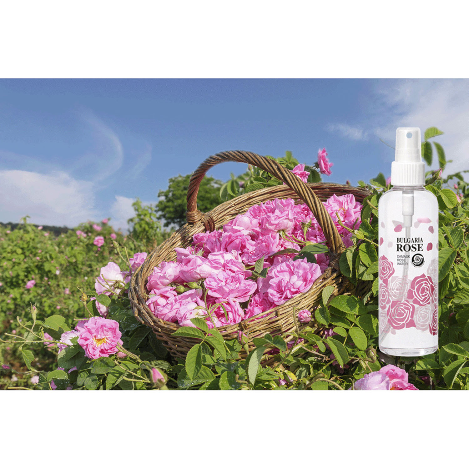 【新商品お試し割引3／12迄】ダマスク ローズウォーター 200ml - 画像3