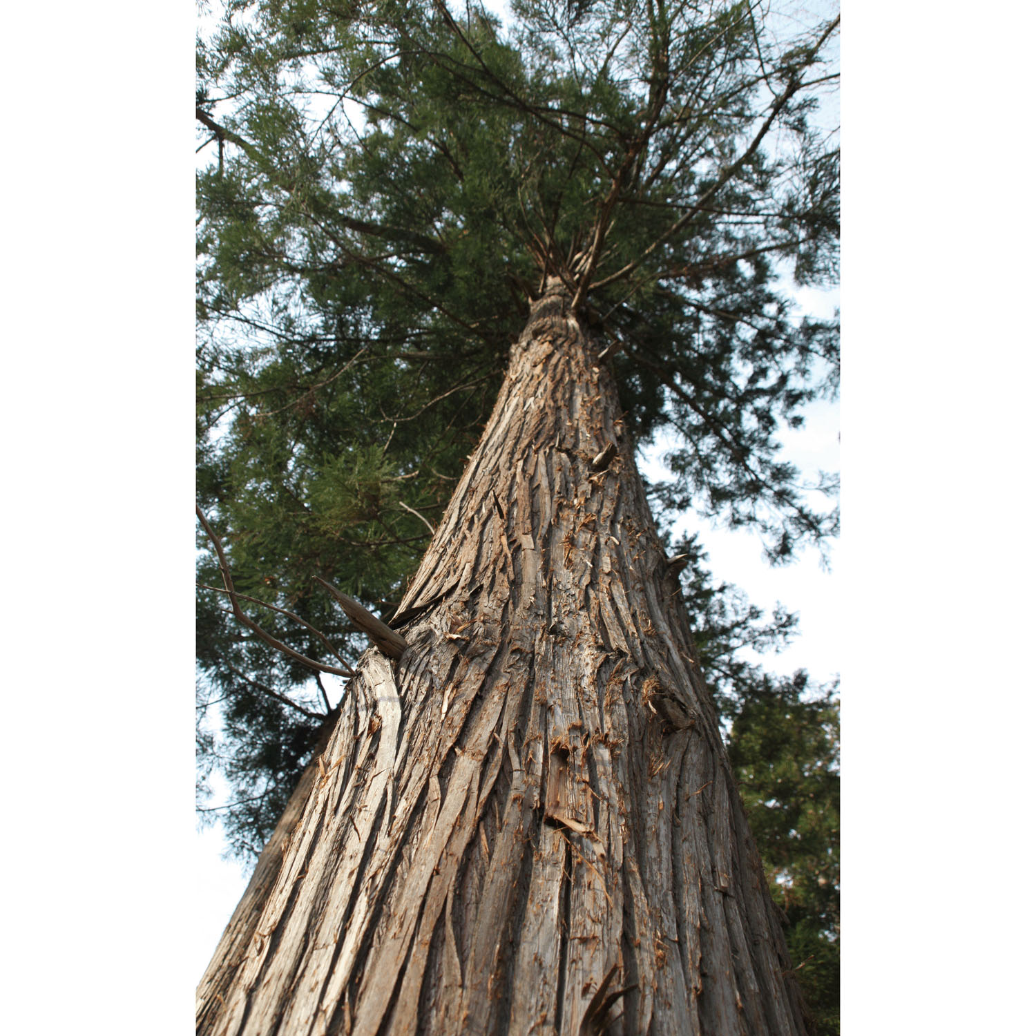 国産青森ひばオイル - 画像3