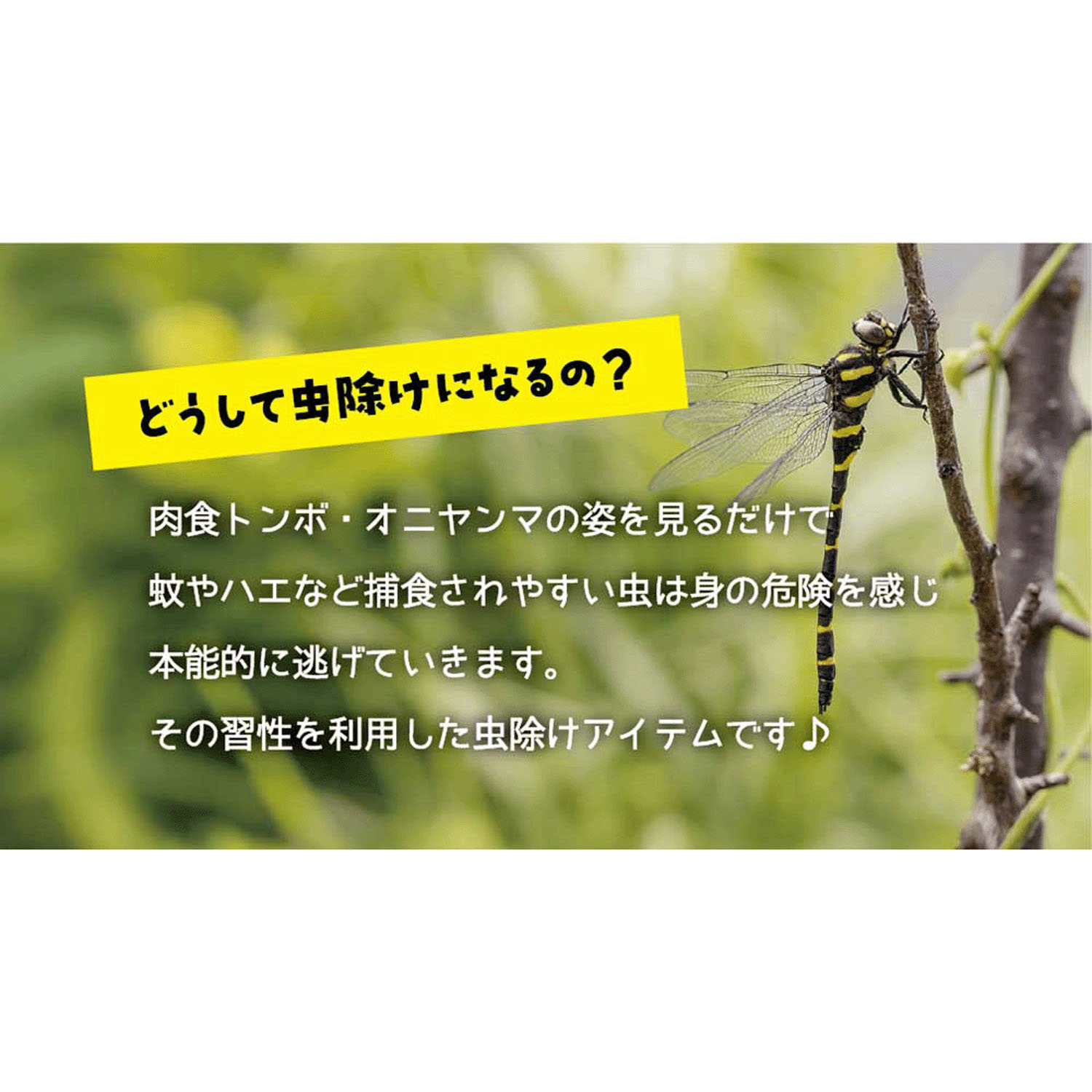 しましま虫除けキーホルダー トンボ - 画像3