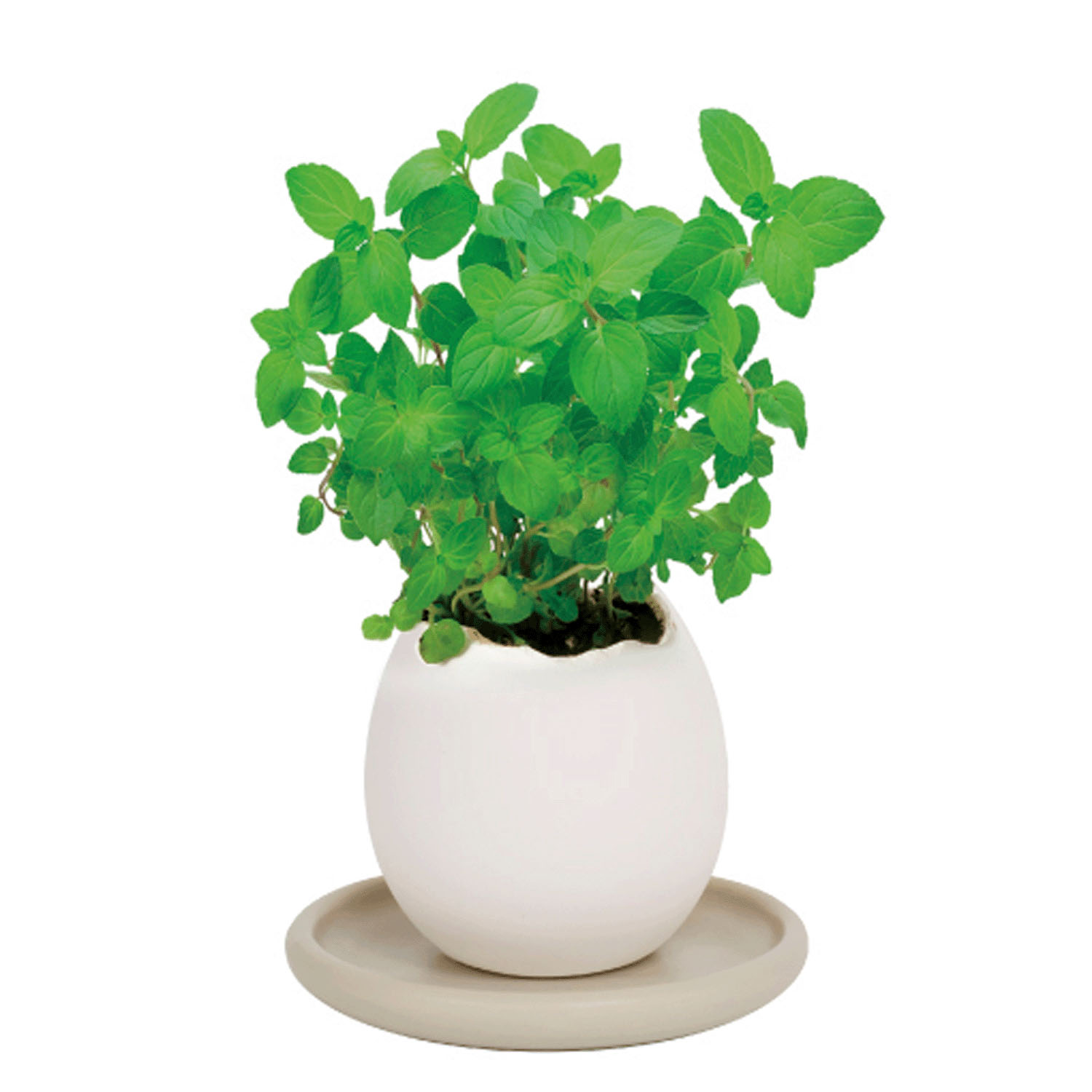 栽培 エッグリング＆ソーサー - 画像4