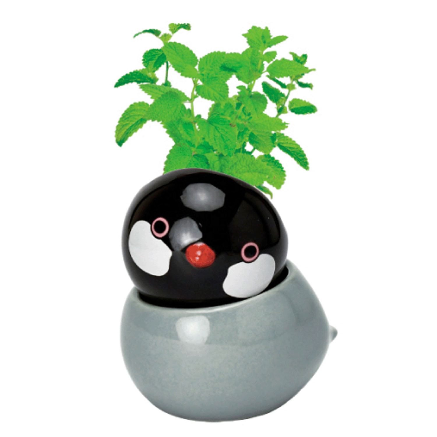 栽培セット コロコロバード - 画像6