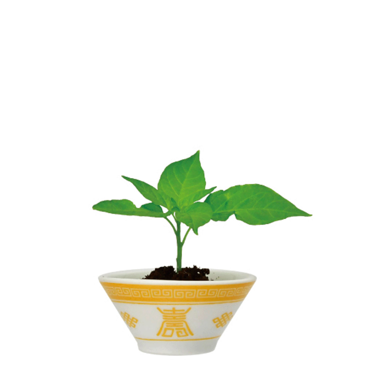 ラーメン薬味栽培キット【次の入荷予定は7月頃】 - 画像11