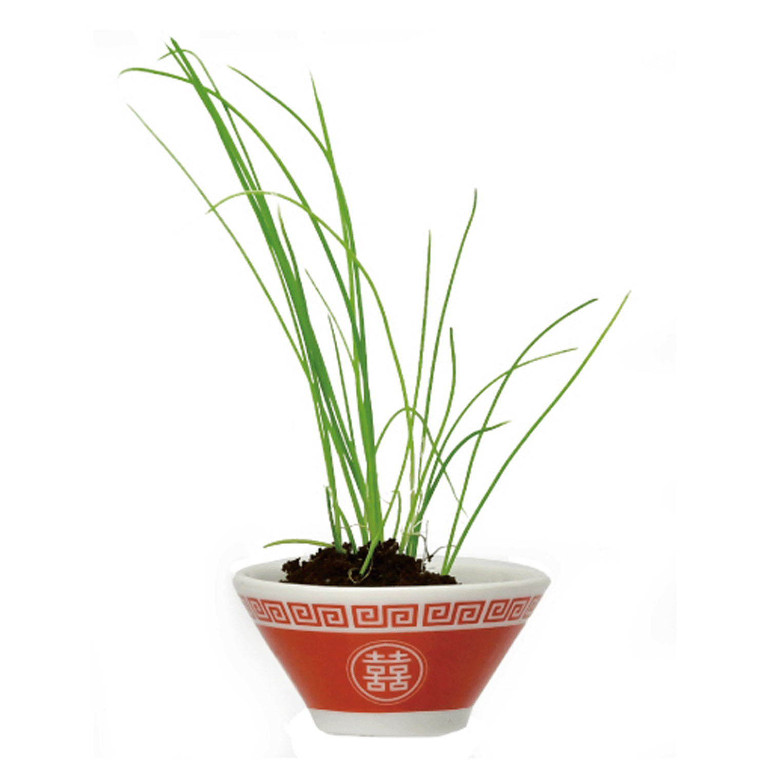 ラーメン薬味栽培キット【次の入荷予定は7月頃】 - 画像5