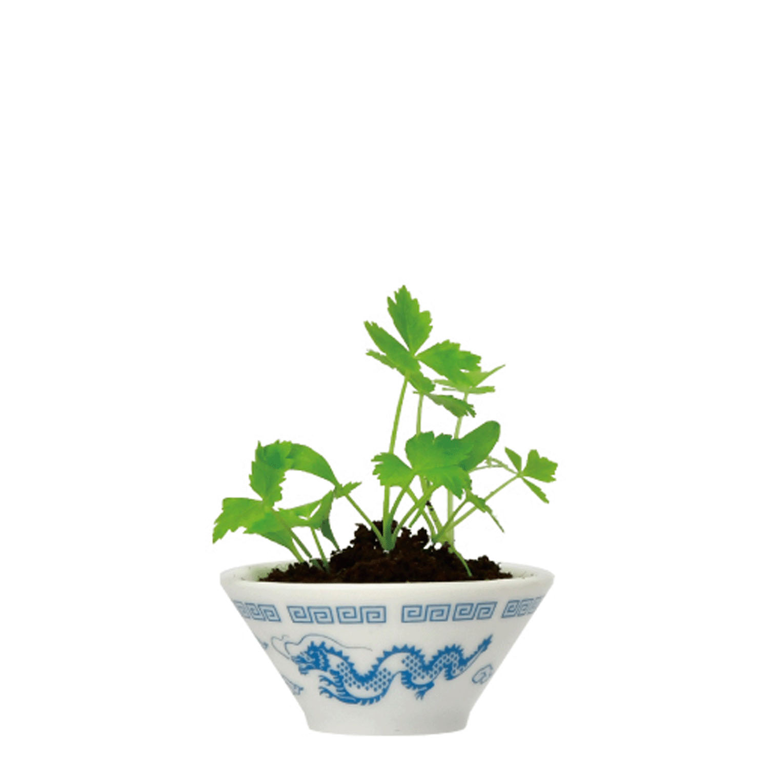 ラーメン薬味栽培キット【次の入荷予定は7月頃】 - 画像7