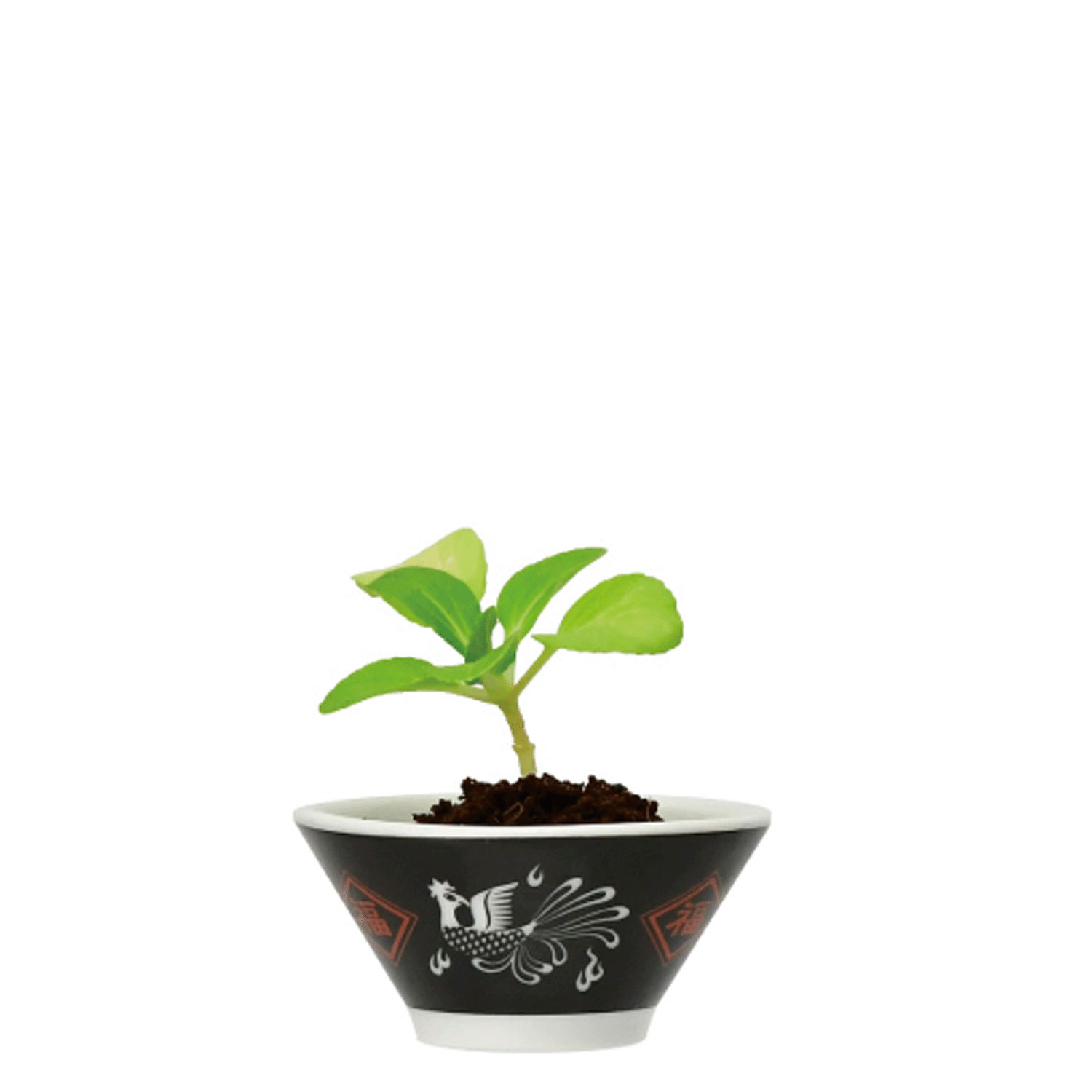 ラーメン薬味栽培キット【次の入荷予定は7月頃】 - 画像9