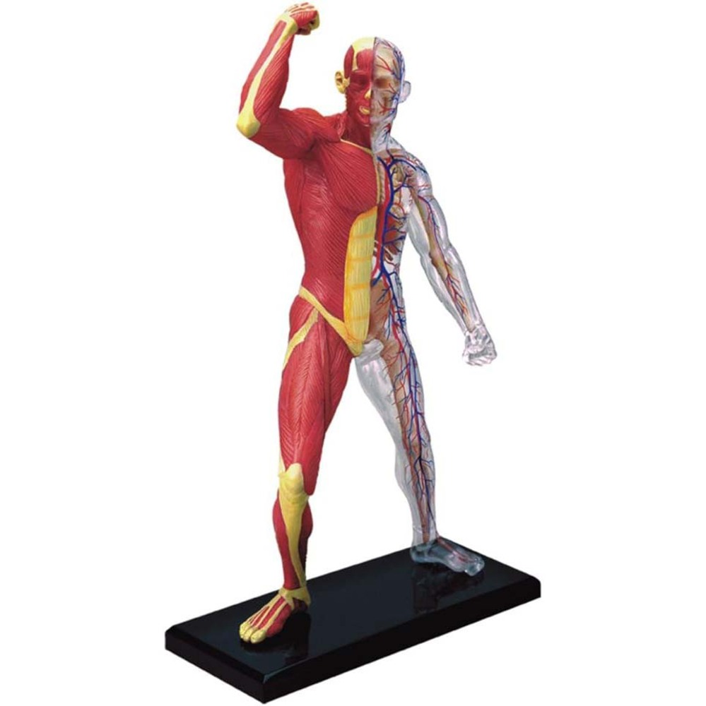 4D Human 筋肉 骨格 解剖学 人体 モデル 筋肉 実験 プラモデル パズル STEM  教育 医療