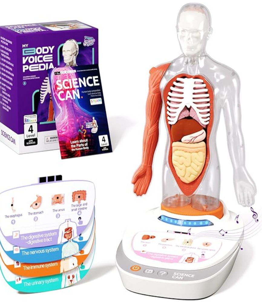 人体模型 子供用  解剖学 組み立てキット STEM 教育玩具 学習 知育 おもちゃ ギフト  6歳以上
