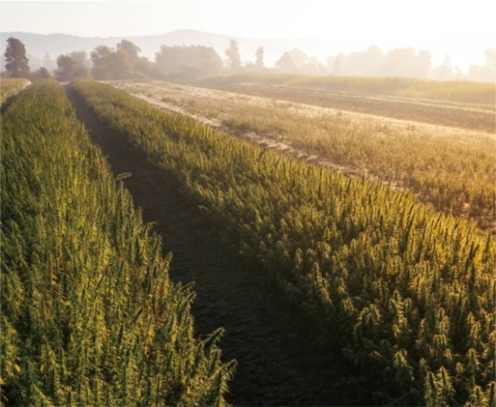 CBD オイルゴールド 3%濃度 150mg/5mL ヘンプタッチ - 画像1