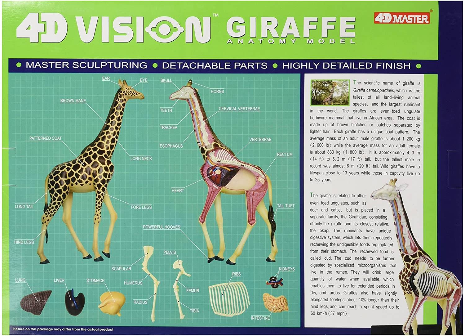 動物解剖モデル キリン 立体パズル 知育教材 学習用 骨格 内臓 観察用 展示用フィギュア  インテリアディスプレイ - 画像2